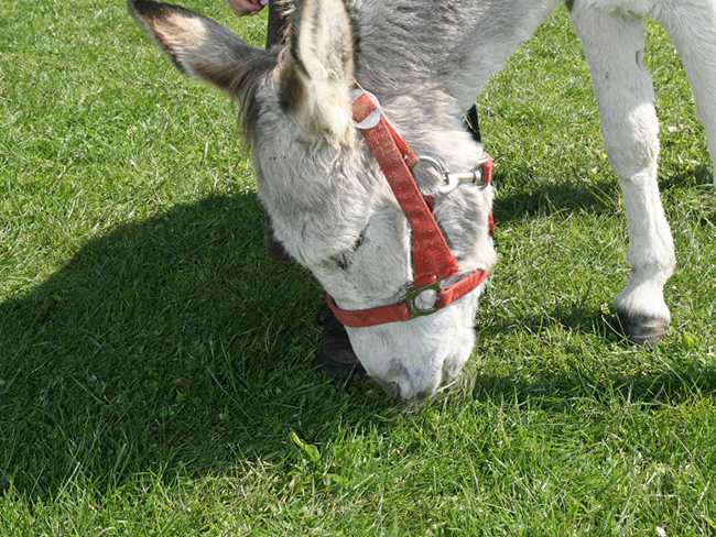 Bauernhof Gruber Hoferlebnisse