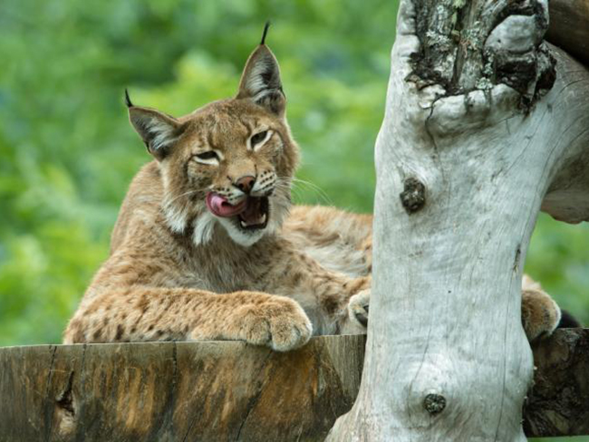 Assling Erlebnis Tierpark